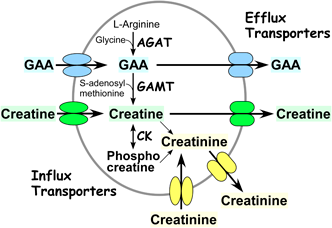 Transporters for Creatine and Related Guanidino Compounds: Their ...