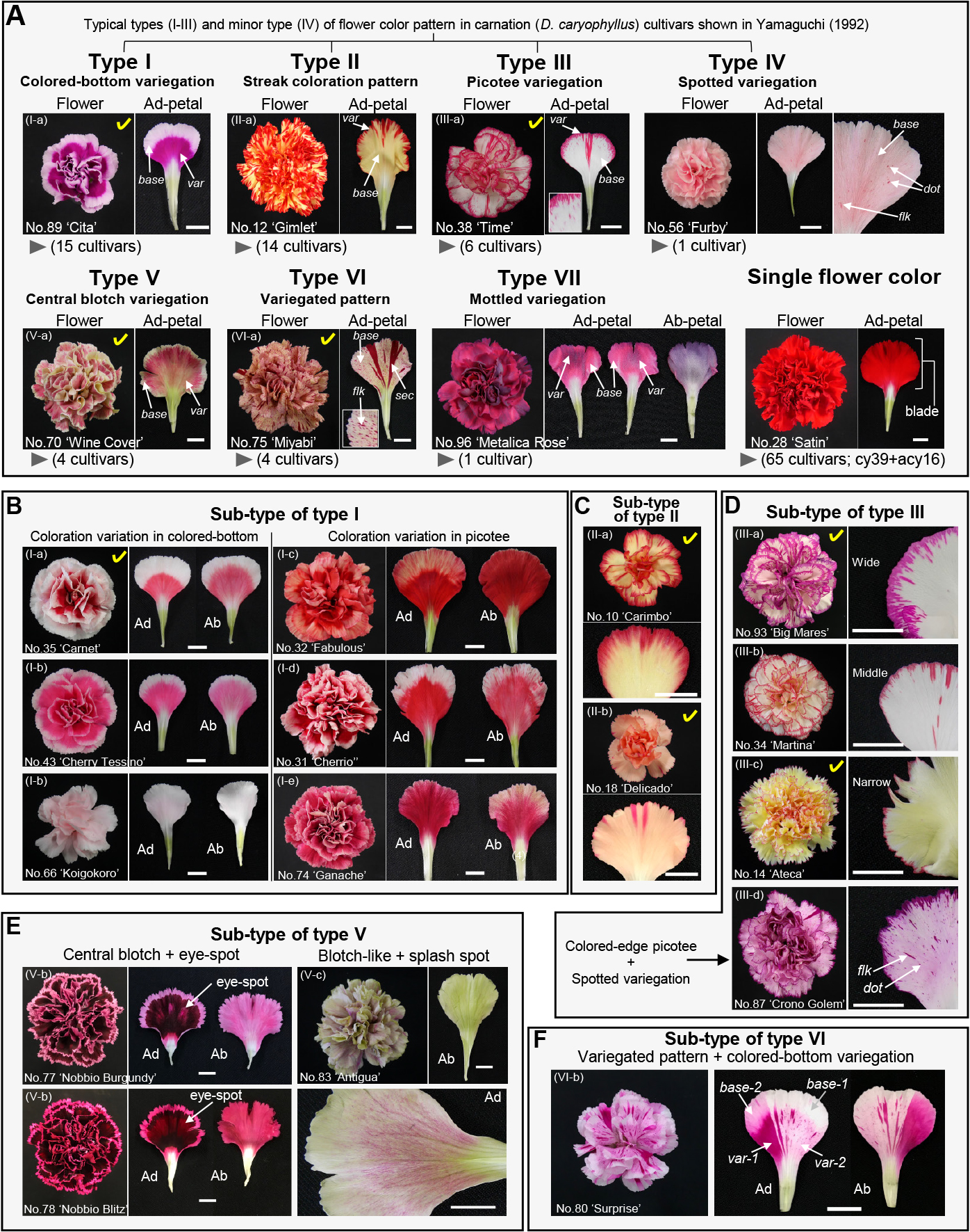 Information on Flower Coloration and Pigmentation in Current Carnation ...